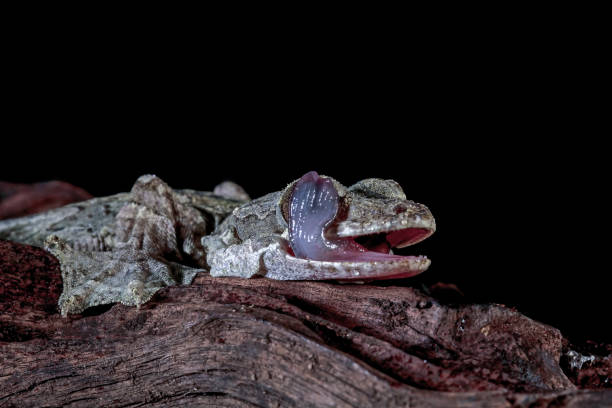istock flying gecko on wood with black background 1414033308