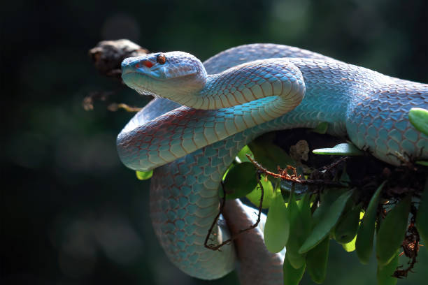 istock Blue viper snake closeup on branch 1414033495