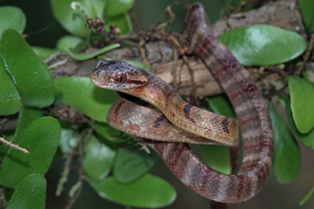 istock Baby boiga cynodon snake 1414033512