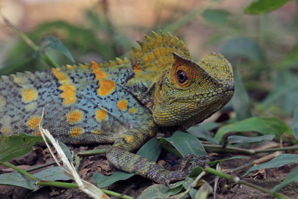 istock Forest dragon reptile on a branch 1414033573
