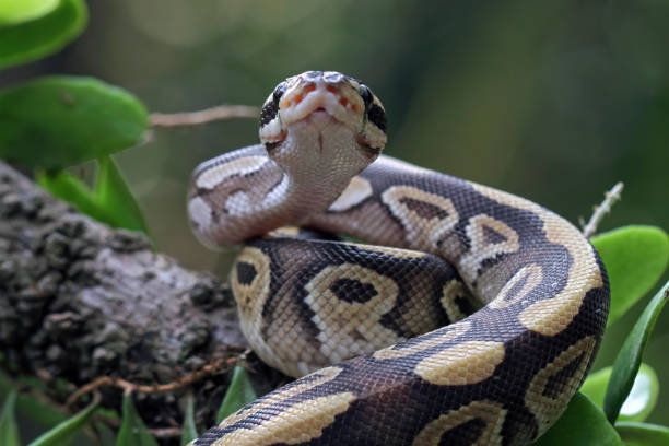 ボールパイソンヘビは枝にクローズアップ - rattlesnake snake nature animals and pets ストックフォトと画像