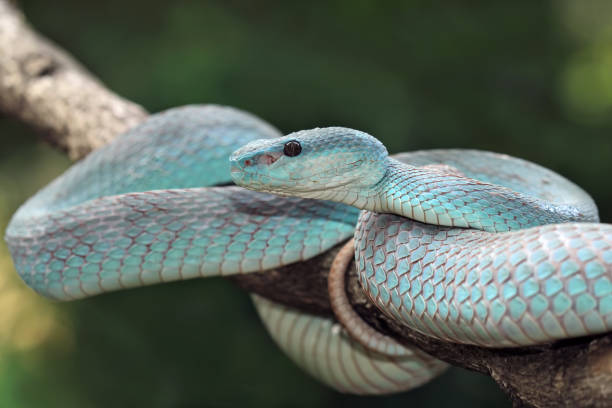istock Blue viper snake closeup on branch 1414033645