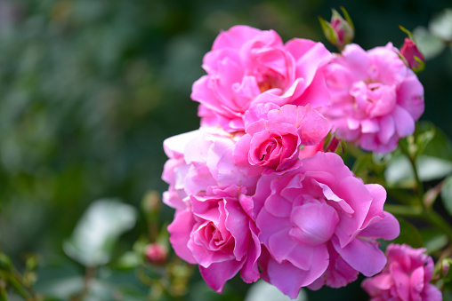 Three beautiful pink roses on a white background