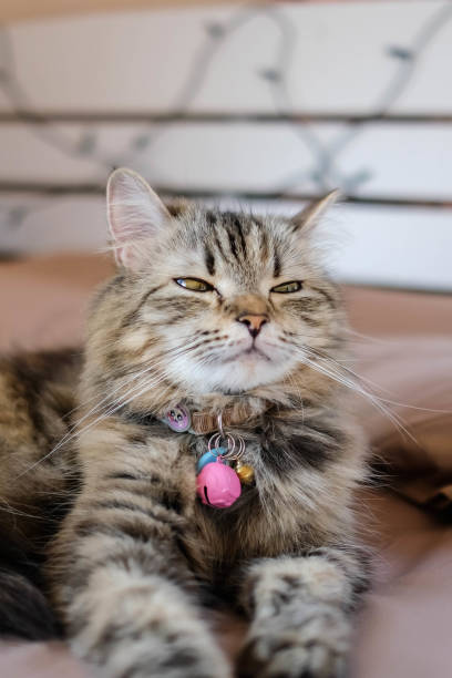 istock An adorable Persian cat laying down on the bed with natural light. 1414034594