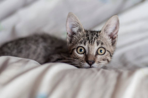 istock Surprised big eyed cat looking at the camera 1414034945