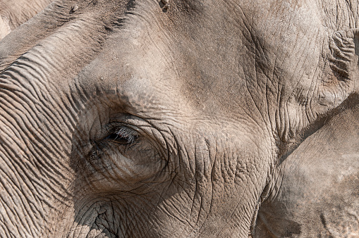 Close-up of an elephant's face in Thailand