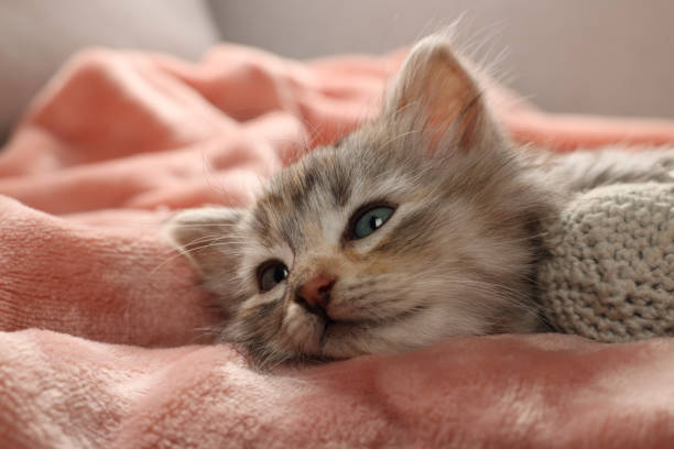istock Cute kitten with toy on soft pink blanket 1414035432