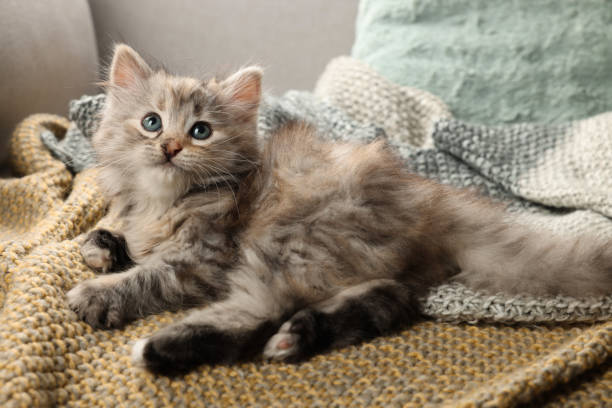 istock Cute kitten on knitted blanket. Baby animal 1414035436