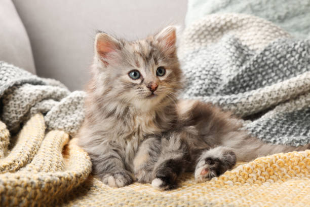 istock Cute kitten on knitted blanket. Baby animal 1414035440