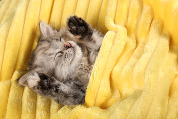 istock Cute kitten sleeping in soft yellow blanket, above view 1414035939