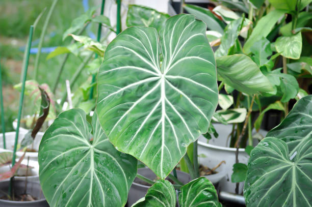 istock Philodendron Gloriosum ,Philodendron plant 1414036025