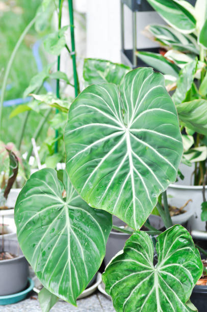 istock Philodendron Gloriosum ,Philodendron plant 1414036028