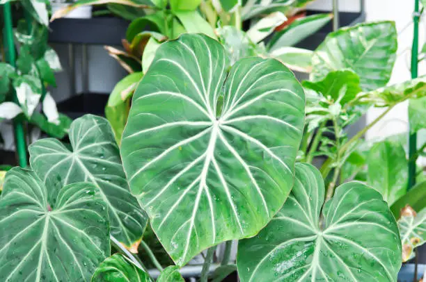 Philodendron Gloriosum ,Philodendron plant in the garden