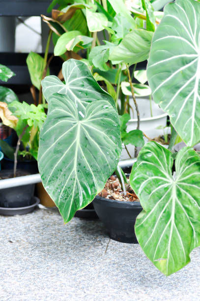 istock Philodendron Gloriosum ,Philodendron plant 1414036038