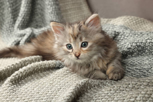 istock Cute kitten on knitted blanket. Baby animal 1414036059