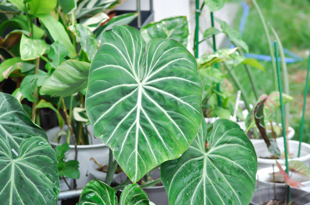 Philodendron Gloriosum ,Philodendron plant stock photo