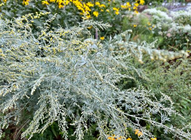 istock Wormwood Artemisia Absinthium 1414036092