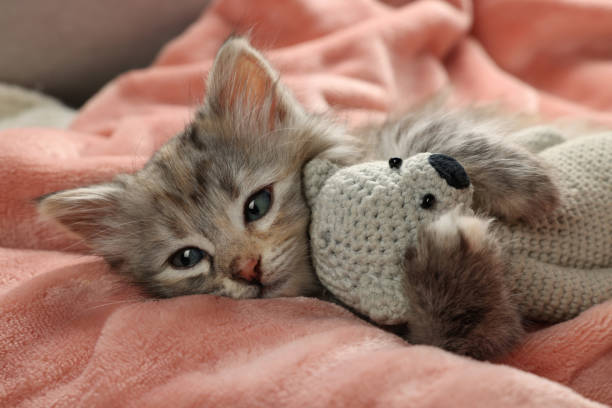 Cute kitten with toy on soft pink blanket