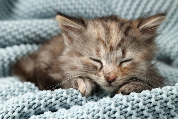 istock Cute kitten sleeping on light blue knitted blanket 1414036299