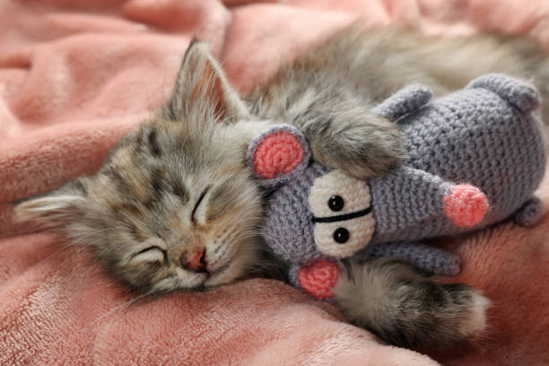 istock Cute kitten sleeping with toy on soft pink blanket 1414036388