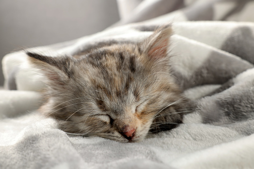 Cute kitten sleeping in soft blanket. Baby animal
