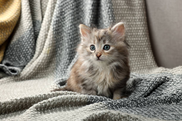 istock Cute kitten on knitted blanket. Baby animal 1414036996