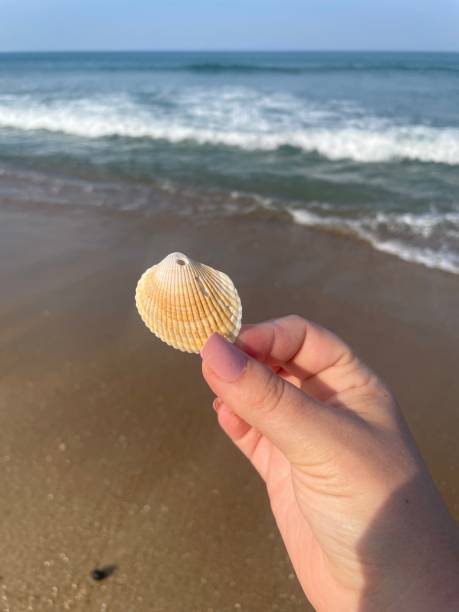 istock Clear ocean water Shelly sand 1414037059