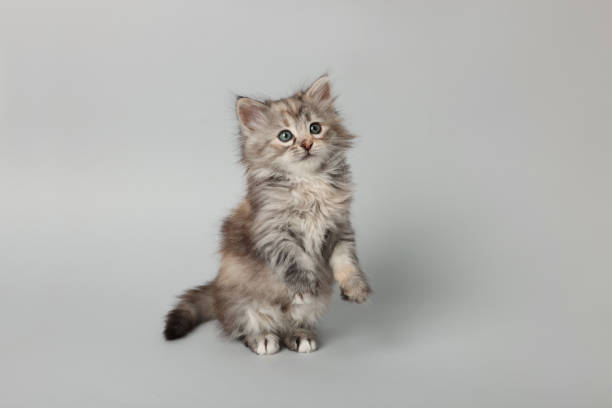 istock Beautiful kitten on light grey background. Cute pet 1414038158