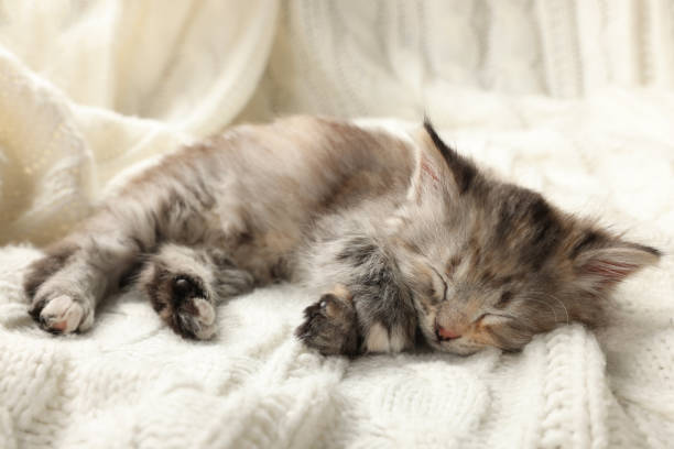 istock Cute kitten sleeping on white knitted blanket 1414038276