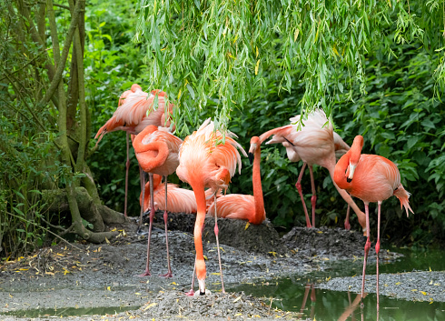 Pink Flamingos in a colony, the front flamingo is turning an egg in its nest.