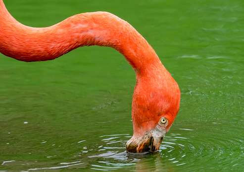 Pink Flamingo in water feeding.