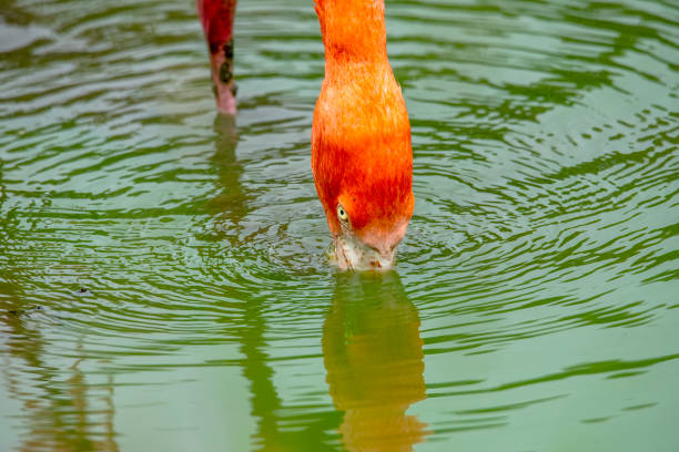 Pink Flamingo in water feeding.