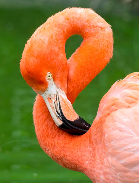 istock Pink Flamingo in water feeding 1414038766