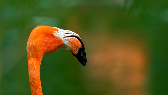 Orange Flamingo standing on one leg