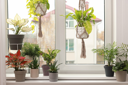 Different beautiful houseplants near window indoors. Interior design