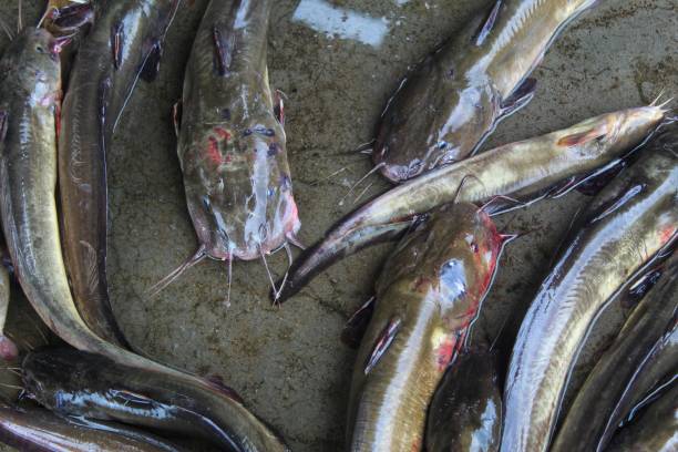 istock Big magur clarias catfish close up on floor HD 1414039794
