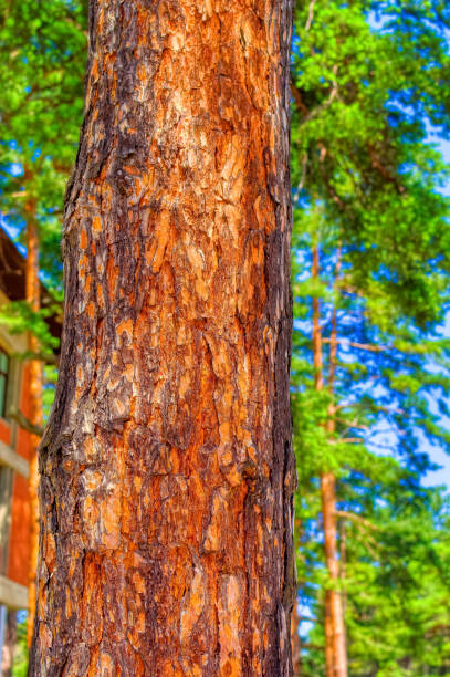 istock Pine tree bark during day time in Zlatibor. 1414040410
