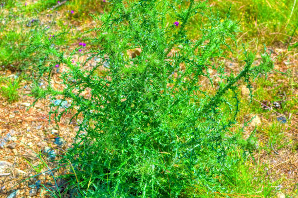 istock Green thistle plant during summer day in Zlatibor. 1414041202