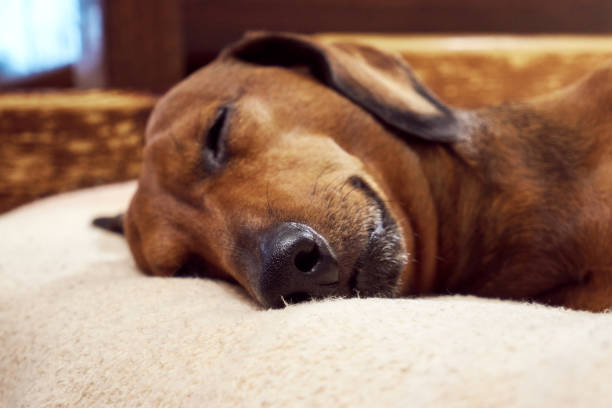 Beautiful wire haired dachshund resting at couch