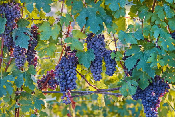 istock Ripe red grapes at sunset 1414041745