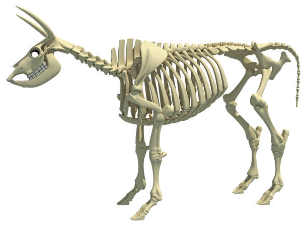 istock Cow Skeleton animal anatomy 3D rendering 1414042862