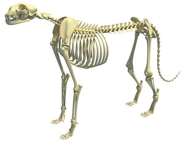 istock Cheetah Skeleton animal anatomy 3D rendering 1414042865