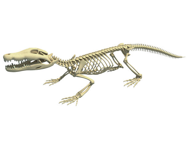 istock Crocodile Skeleton animal anatomy 3D rendering 1414042868