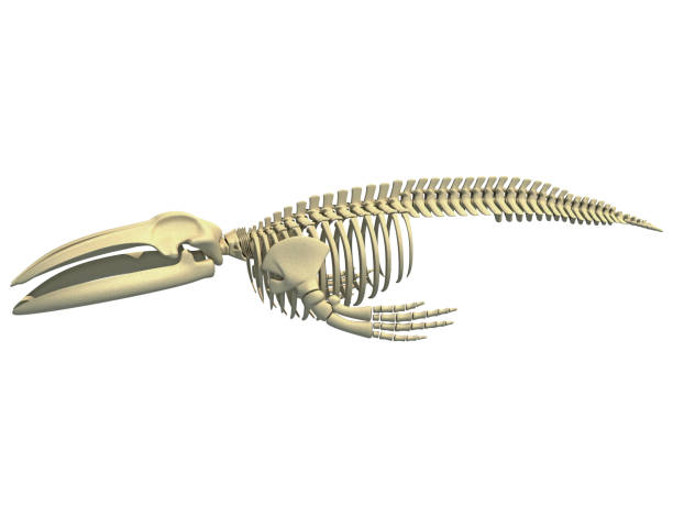 シロナガスクジラの骨格解剖学3dレンダリング - animal skeleton ストックフォトと画像