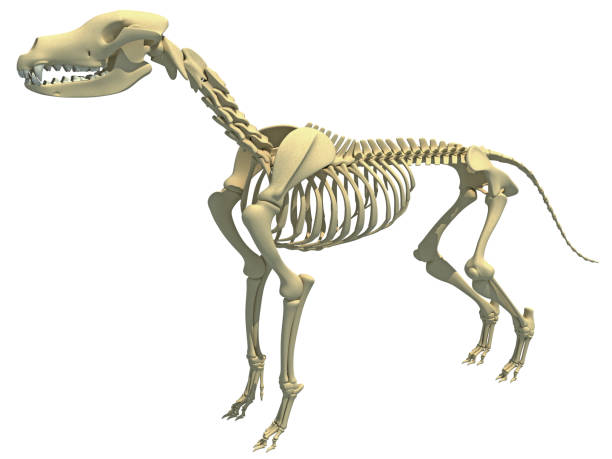 istock Dog Skeleton animal anatomy 3D rendering 1414042909
