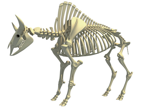 istock Bison Skeleton animal anatomy 3D rendering 1414042910