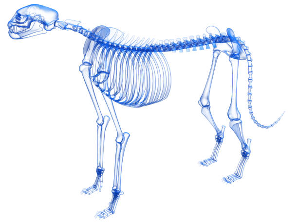 istock Cheetah Skeleton anatomy Transparent 3D rendering 1414042929
