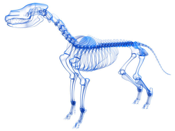 istock Dog Skeleton anatomy Transparent 3D rendering 1414042963