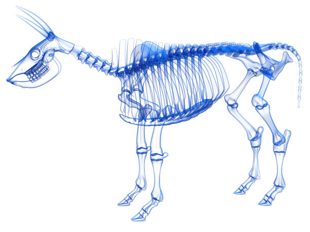 istock Cow Skeleton anatomy Transparent 3D rendering 1414042985