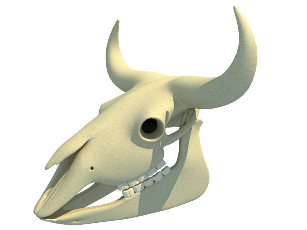 istock Bison Skull animal anatomy 3D rendering 1414043001